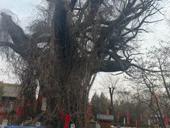 -大槐树寻根祭祖园