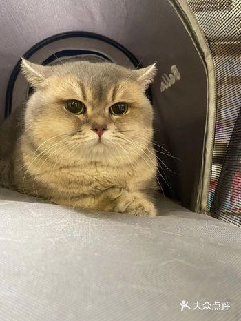 带小猫回娘家了，养猫猫已经一年多了，很感谢友知让我遇