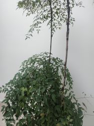 -HEYAN荷妍专业脱毛连锁机构