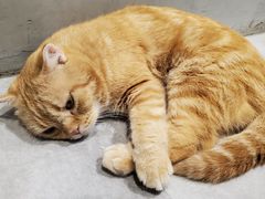 -猫儿山۰猫主题餐厅