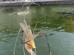 -DGE季风钓虾营地·团建·聚会
