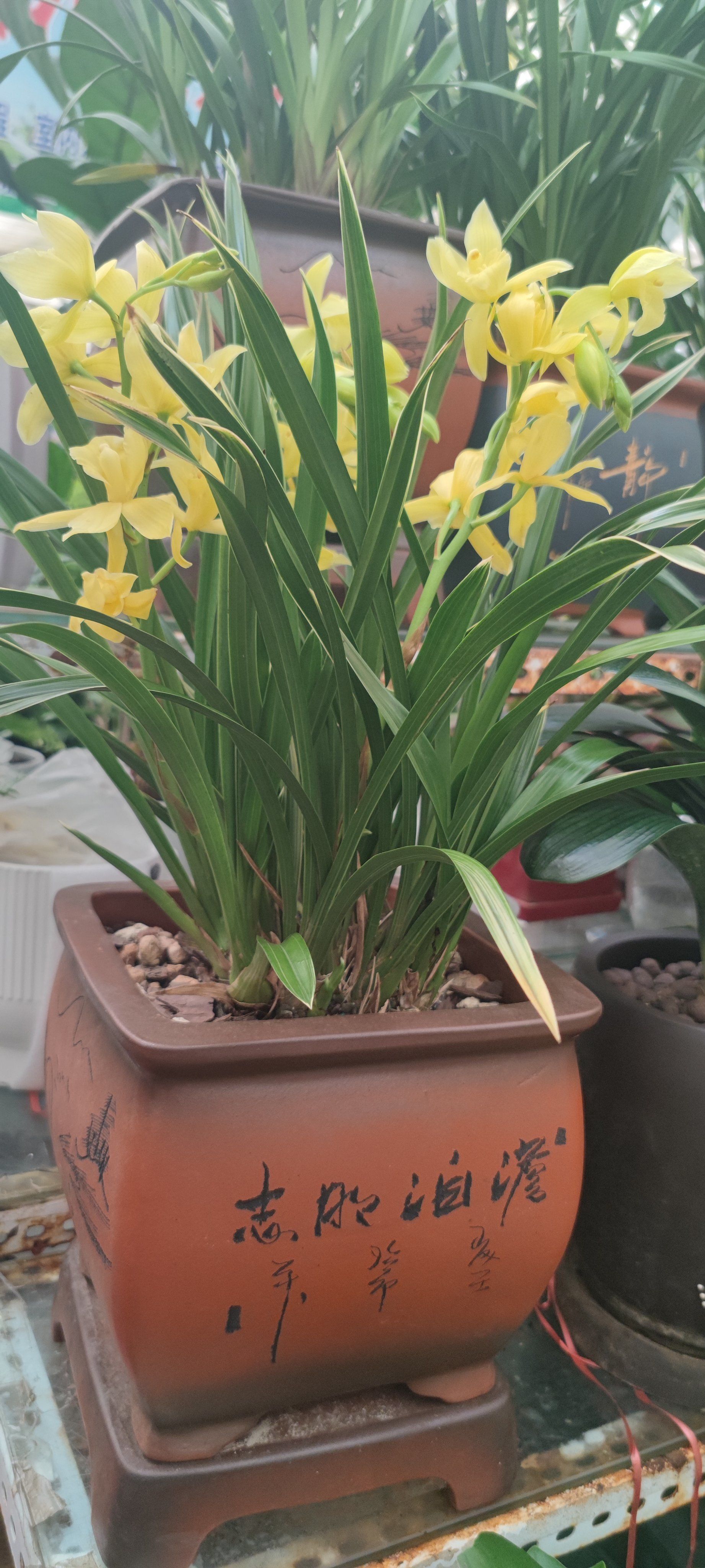 兰花绽放,美不胜收