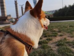 -枫千叶精致料理