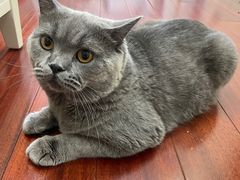 -伟伟宠物医院·CT影像中心·瑞派犬猫综合性门诊(汉口总院)