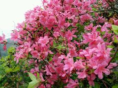 android_upload_pic-木兰云雾山