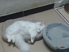 -乐琪宠物医院·犬猫专科·骨外科·急重症