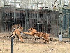 -秦皇岛野生动物园