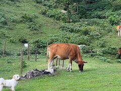 -大姆山草场
