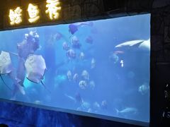-合肥海洋世界