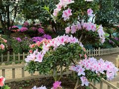 -沈阳植物园