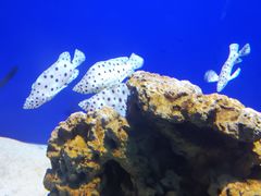 -重庆欢乐海底世界