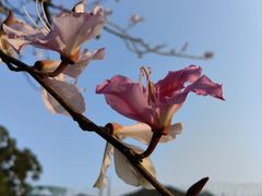 -梧桐山风景名胜区