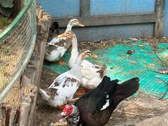 -南宫五洲植物乐园