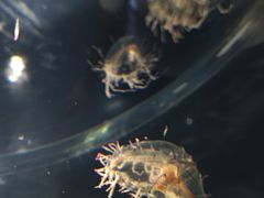-大阪海游馆