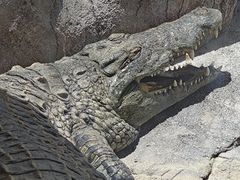 -武汉动物园