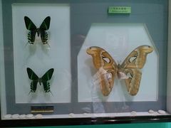 -上海昆虫博物馆