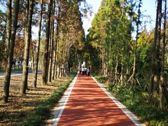 -上海长兴岛郊野公园