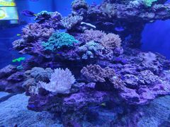 -上海海昌海洋公园