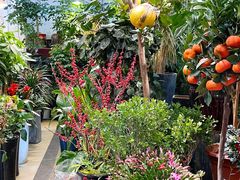 -双季花艺园艺市场(浦东店)