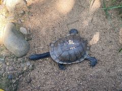 -费瑟代尔野生动物园