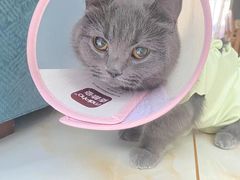 -瑞派宠物医院·中兽医专科(中央商城分院)