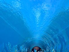 -涛·海底餐厅·美人鱼·自助餐·海底隧道(三亚海棠湾洲际度假酒店)