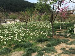 -绵阳盛世樱花悠乐谷