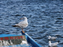 -泸沽湖里格半岛