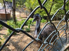 -大连森林动物园