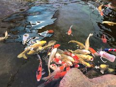 -鸿通城购物中心