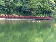 -广州白江湖森林公园