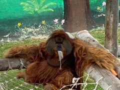 -西霞口神雕山野生动物世界