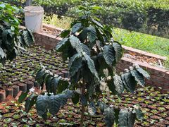 -Torch Coffee 炬点咖啡