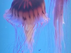 -上海海洋水族馆