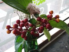 -ZING COFFEE 镜咖啡