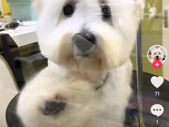 -德元·美联众合24小时动物医院(总院)
