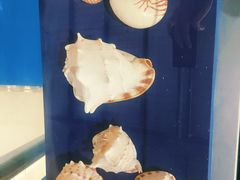 -上海海洋大学鱼文化博物馆(军工路校区)