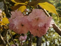 -虹迎轩·中餐厅(虹桥迎宾馆店)