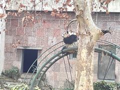 -成都动物园