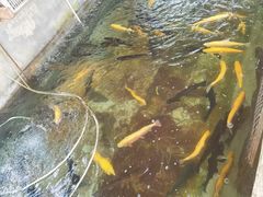 -北京龙庆四季香农家饭庄·灶台鱼·碳烤虹鳟鱼(龙庆峡店)