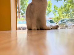 -平行世界·猫咖(首经贸店)