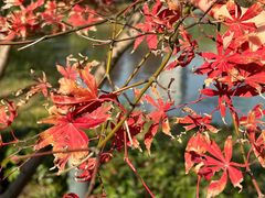 -新虹桥中心花园