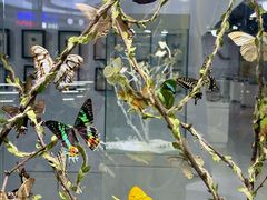 -凯德广场(西城店)