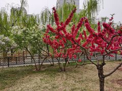 -元大都城垣遗址公园