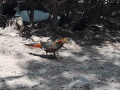 -燕塞湖鸟语林景区