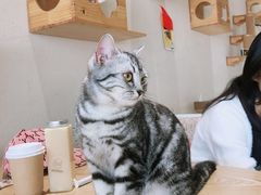 -藏猫猫咖啡主题馆(中央大道店)