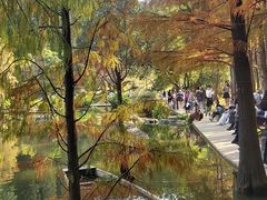 -深圳仙湖植物园