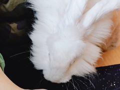 -猫猫幼稚园·撸猫·桌游·电玩