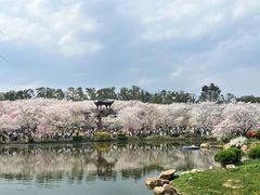 -东湖磨山景区樱花园-停车场