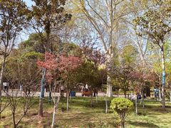 -洛阳市牡丹公园